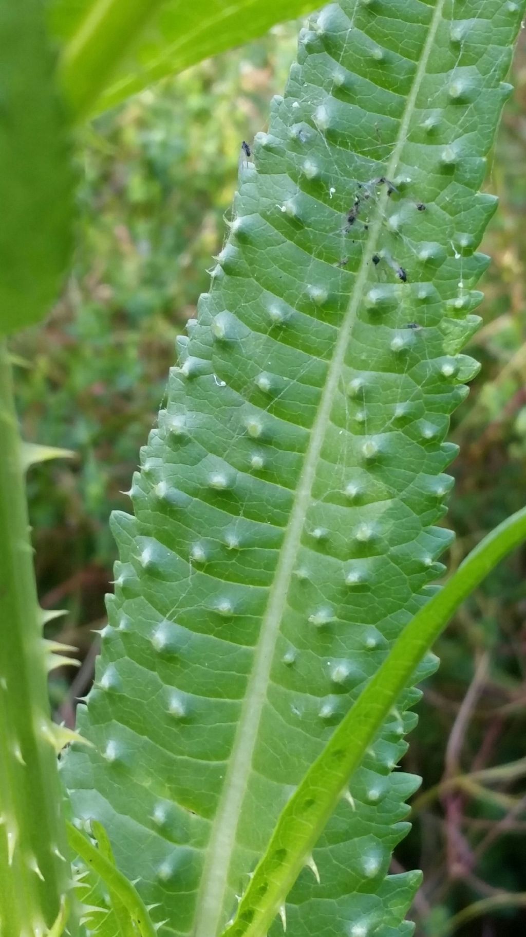 Dipsacus fullonum (Dipsacales - Caprifoliaceae)